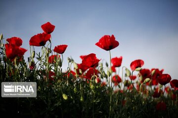 Poppy plain in Iran's Kordestan