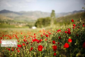 Poppy plain in Iran's Kordestan