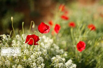 Poppy plain in Iran's Kordestan