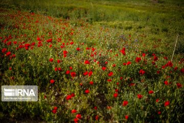 Poppy plain in Iran's Kordestan