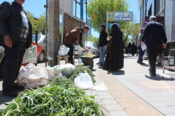 برداشت و فروش انواع سبزی‌های خوراکی خودرو در خلخال