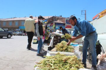 برداشت و فروش انواع سبزی‌های خوراکی خودرو در خلخال