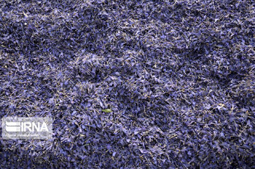 Harvest of Viper's-buglosses in northern Iranian village