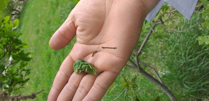 جدال جنگل برای جلوگیری از جدایی با حیات خویش