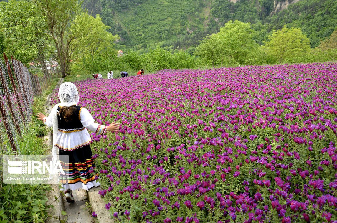 برداشت گل گاوزبان از باغستان‌های گیلان آغاز شد