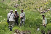 سرشماری سمندر کُردستانی در ۲ زیستگاه‌ مهاباد آغاز شد