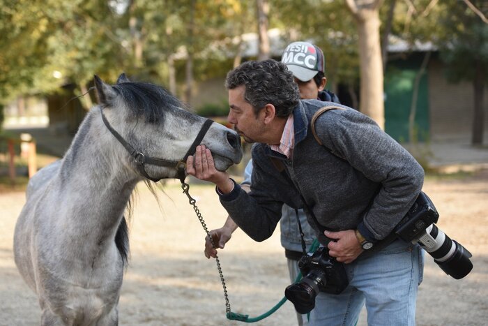 کاسپین اسب اصیل ایرانی در خطر انقراض