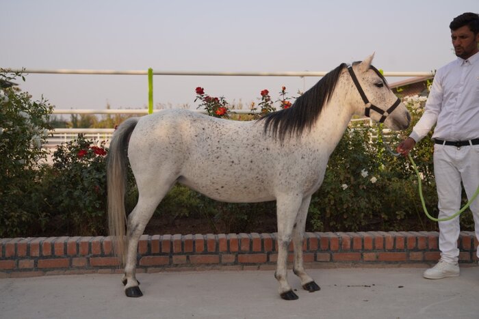 کاسپین اسب اصیل ایرانی در خطر انقراض