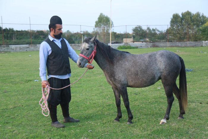 کاسپین اسب اصیل ایرانی در خطر انقراض