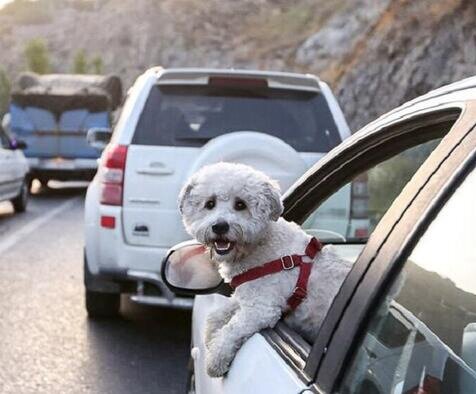 نگهداری از «حیوان خانگی» درست یا غلط؟