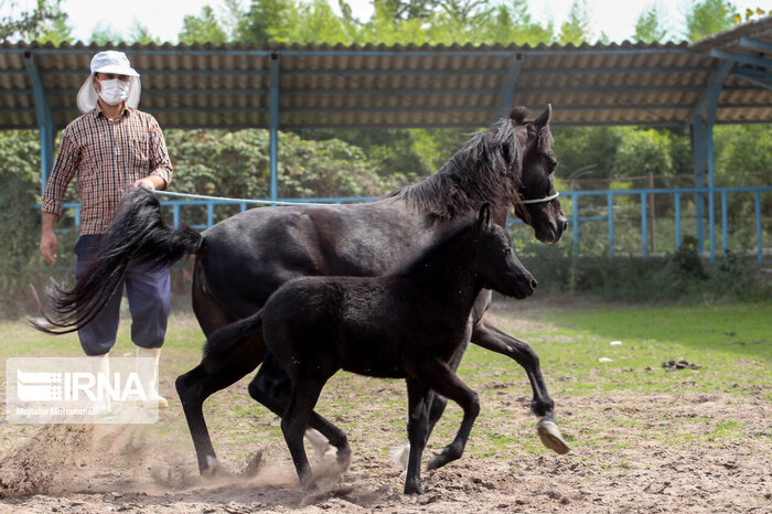 کاسپین اسب اصیل ایرانی در خطر انقراض