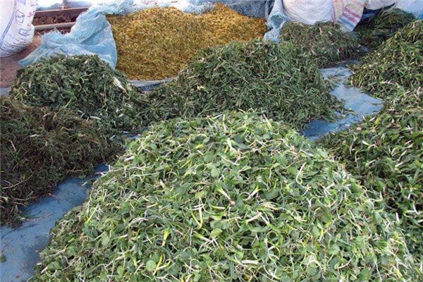 گیاهان خوراکی، هدیه بهاری طبیعت به خراسان شمالی گیاهان خوراکی، هدیه بهاری طبیعت به خراسان شمالی