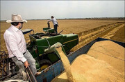 افزایش ۱۷۰ درصدی تولید گندم در میاندوآب