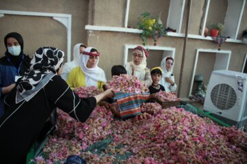 مراسم گلاب گیری در سمنان