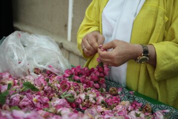 مراسم گلاب گیری در سمنان