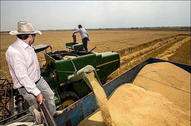 برداشت گندم از مزارع گندم قصرشیرین آغاز شد