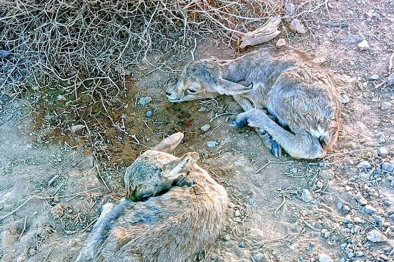 نخستین تولد دوقلوهای آهو پارک ملی کلاه قاضی اصفهان در سال جاری ثبت شد نخستین تولد دوقلوهای آهو پارک ملی کلاه قاضی اصفهان در سال جاری ثبت شد