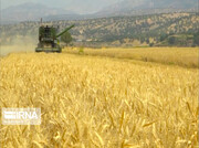 خرید گندم تضمینی مباشرتی در مناطق گرمسیری کرمانشاه آغاز شد
