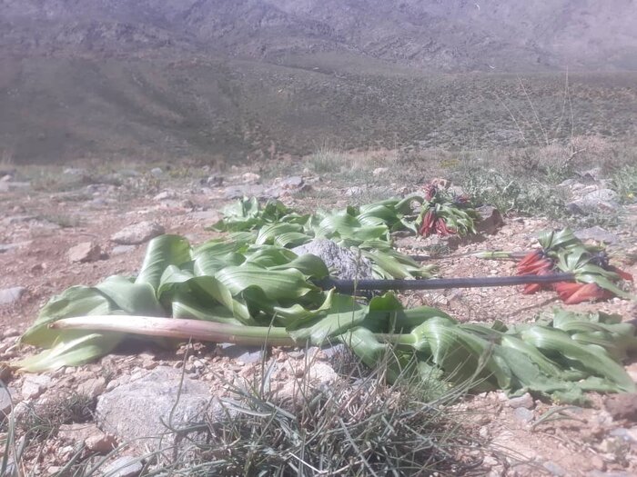 نابودی گلستانکوه خوانسار، خیلی دور، خیلی نزدیک