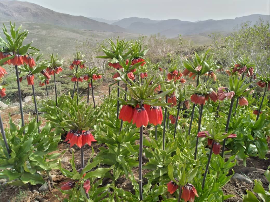 نابودی گلستانکوه خوانسار، خیلی دور، خیلی نزدیک نابودی گلستانکوه خوانسار، خیلی دور، خیلی نزدیک
