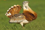 پنج بال میش مرغ در کردستان مشاهده شد