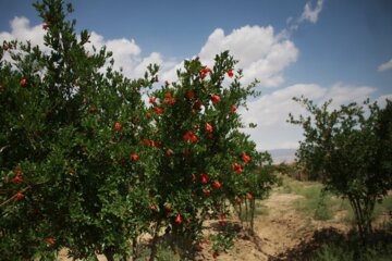 گل سرخ انار در سمنان