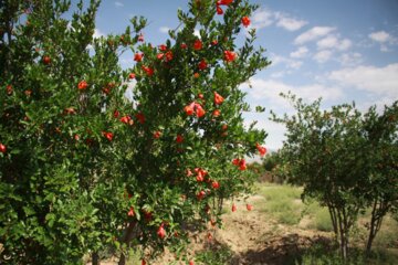 گل سرخ انار در سمنان