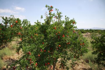 گل سرخ انار در سمنان