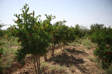 گل سرخ انار در سمنان