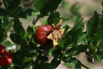 گل سرخ انار در سمنان