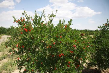 گل سرخ انار در سمنان