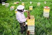 Iran ist der drittgrößte Honigproduzent der Welt
