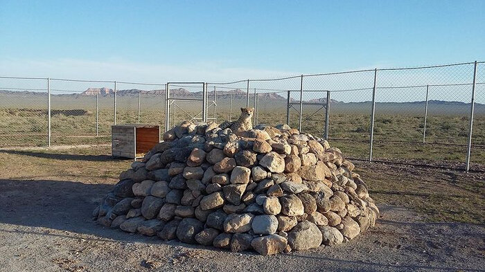 ماجرای تولد سه توله یوز و مرگ دو برادر/ حال توله سوم بهتر است