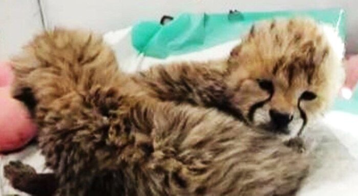 ماجرای تولد سه توله یوز و مرگ دو برادر/ حال توله سوم بهتر است