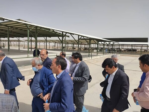 قول مساعد وزارت جهاد کشاورزی برای تامین تسهیلات دامداران