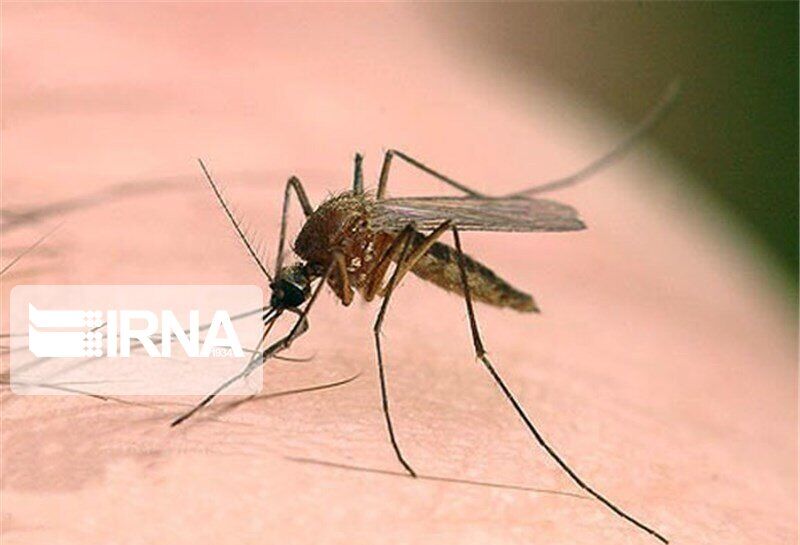 توصیه به شهروندان فسا برای پیشگیری سالک: شبها بیرون از ساختمان نخوابید توصیه به شهروندان فسا برای پیشگیری سالک: شبها بیرون از ساختمان نخوابید