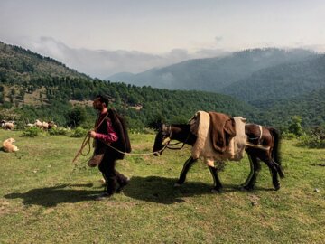 جشنواره کوچ بهاره دامداران عشایر رضوانشهر