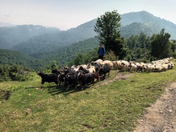 جشنواره کوچ بهاره دامداران عشایر رضوانشهر