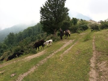 جشنواره کوچ بهاره دامداران عشایر رضوانشهر