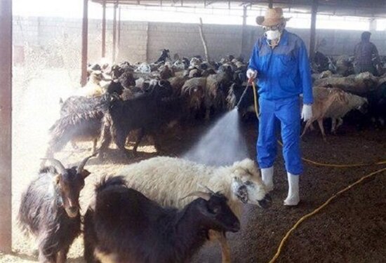 طرح مبارزه با بیماری تب کریمه کنگو در شهرستانهای استان تهران آغاز شد