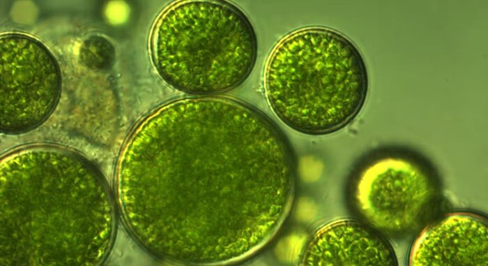 چطور جلبکها، تولید محصولات کشاورزی را متحول میکنند؟ چطور جلبکها، تولید محصولات کشاورزی را متحول میکنند؟