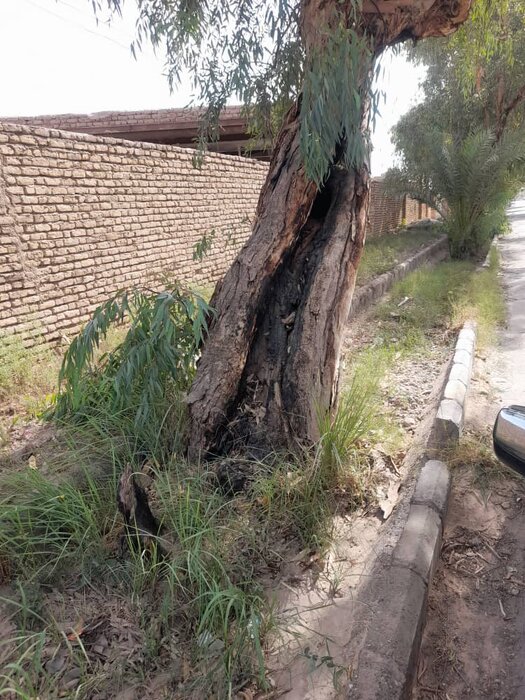 قطع درخت در شهداد کرمان؛ پاسخ مدیران و اعتراض ارزشمند زیستمحیطی