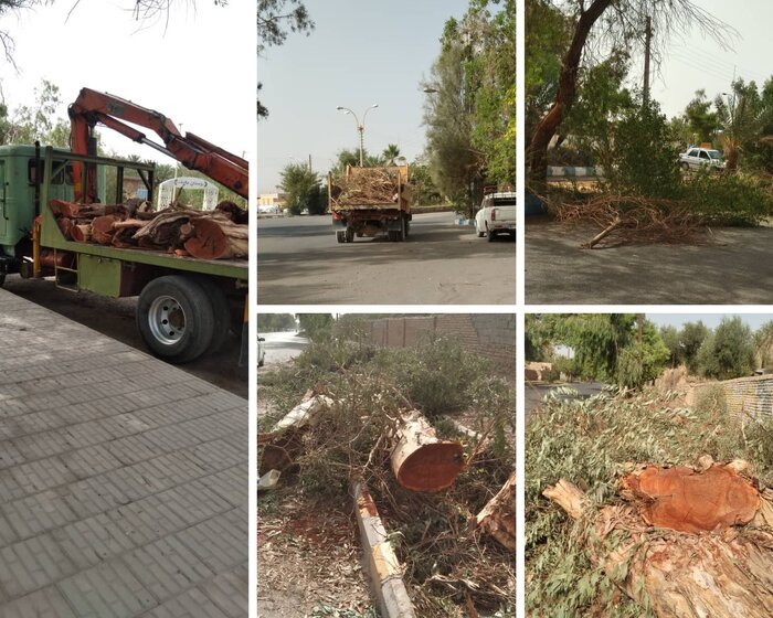 قطع درخت در شهداد کرمان؛ پاسخ مدیران و اعتراض ارزشمند زیست‌محیطی