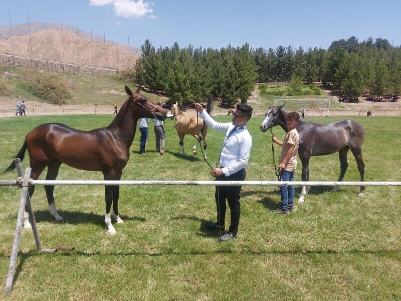 جشنواره ملی زیبایی اسب اصیل ترکمن در نیشابور آغاز شد