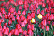 Jardín de tulipanes en el noroeste de Irán
