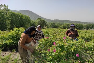 نخستین تور گردشگری در مزرعه گل محمدی بانه