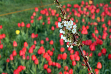 Iran : le jardin des tulipes dans un village à Tabriz au nord-ouest