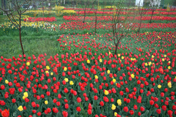 Jardín de tulipanes en el noroeste de Irán