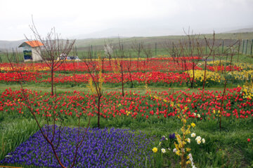 Iran : le jardin des tulipes dans un village à Tabriz au nord-ouest