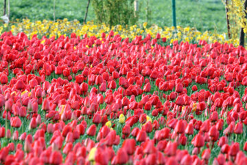 Iran : le jardin des tulipes dans un village à Tabriz au nord-ouest